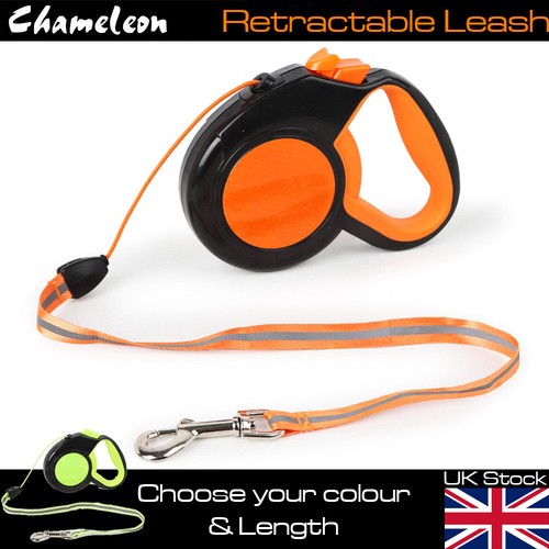 Dog retractable lead puppy - dog,